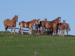 protective mares and curious foals