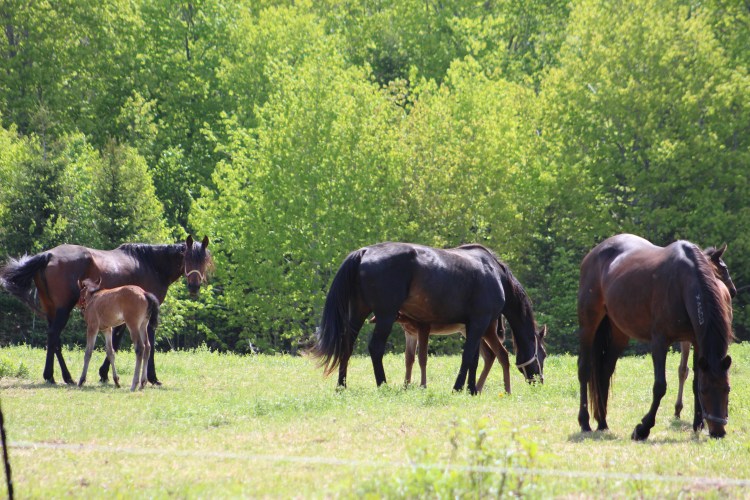 horse-day-4-june4-003