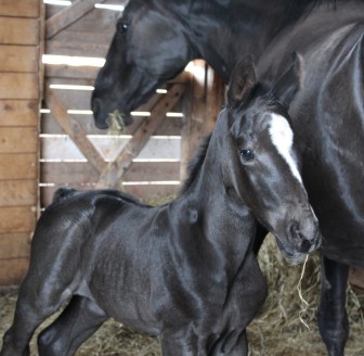 Hanoverian colt Hallstatt F