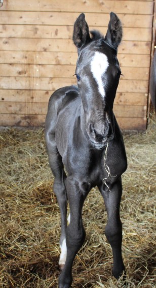Hanoverian colt Hallstatt B