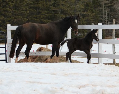 Highland Lily and Sentry. sire: Schwartzeneger