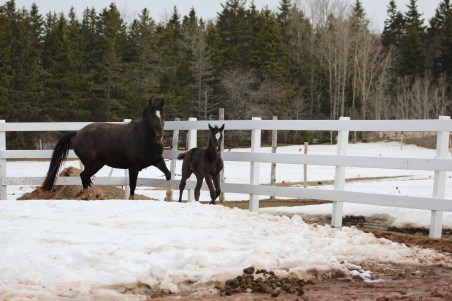 Highland Lily and Sentry. sire: Schwartzeneger