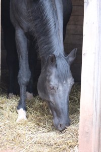 hmmm - I thin this is Swartzeneger