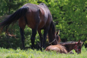 horse-day-4-june4-014
