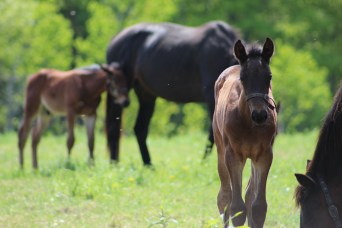 horse-day-4-june4-019
