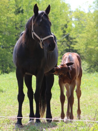 horse-day-4-june4-039
