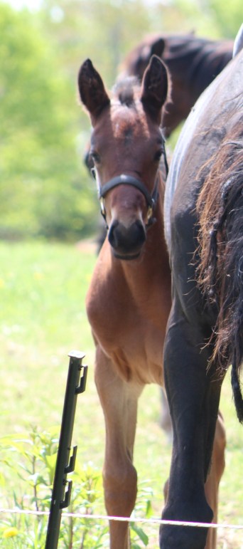 horse-day-4-june4-044