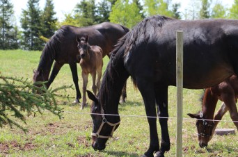 horse-day-4-june4-056