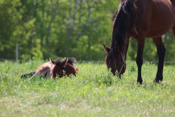 horse-day-4-june4-120