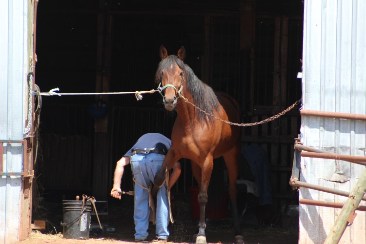 horse-day-4-june4-132