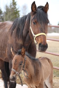 Summerville Hallie and foal