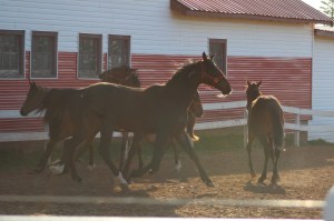 horses-day-2-misc-087