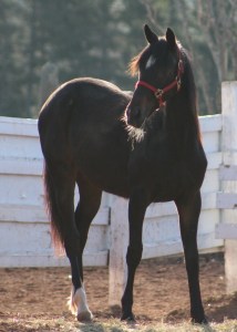 horses-day-2-misc-094