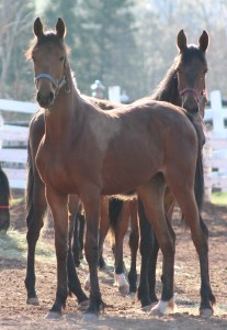 horses-day-2-misc-118