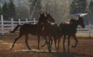 horses-day-2-misc-141