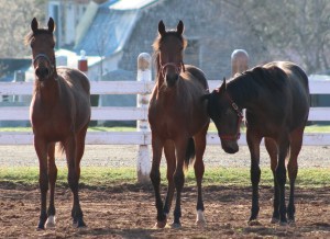 horses-day-2-misc-169