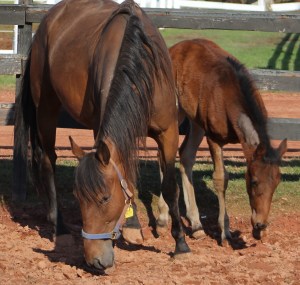 horses-day-2-misc-285