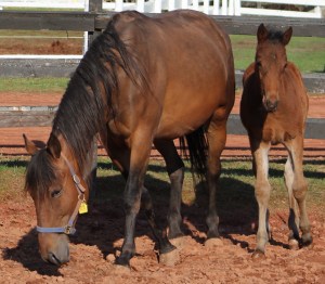 horses-day-2-misc-286