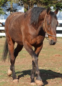 horses-day-2-misc-314