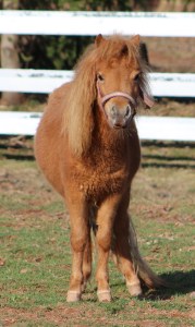 horses-day-2-misc-322
