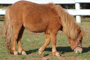 It was a rough, long winter and his coat shows it.