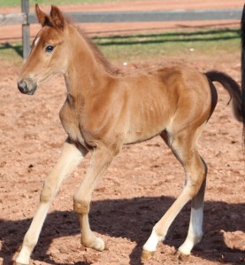 horses-day-2-misc-354