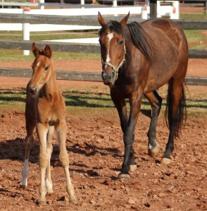 horses-day-2-misc-363