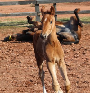 and the foal is like 