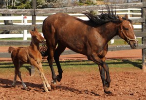 after the mare rolled, she felt good!