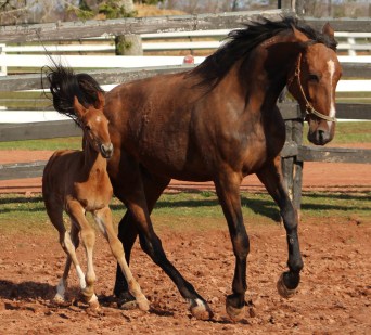 horses-day-2-misc-392