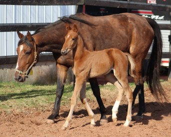 horses-day-2-misc-406