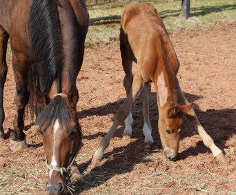 horses-day-2-misc-437