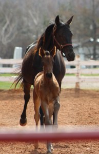 Princess and her filly