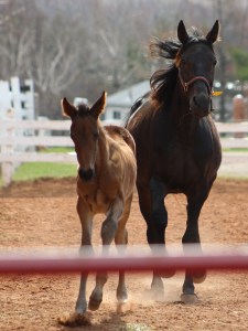 horses-day-2-misc-484