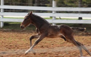 horses-day-2-misc-495