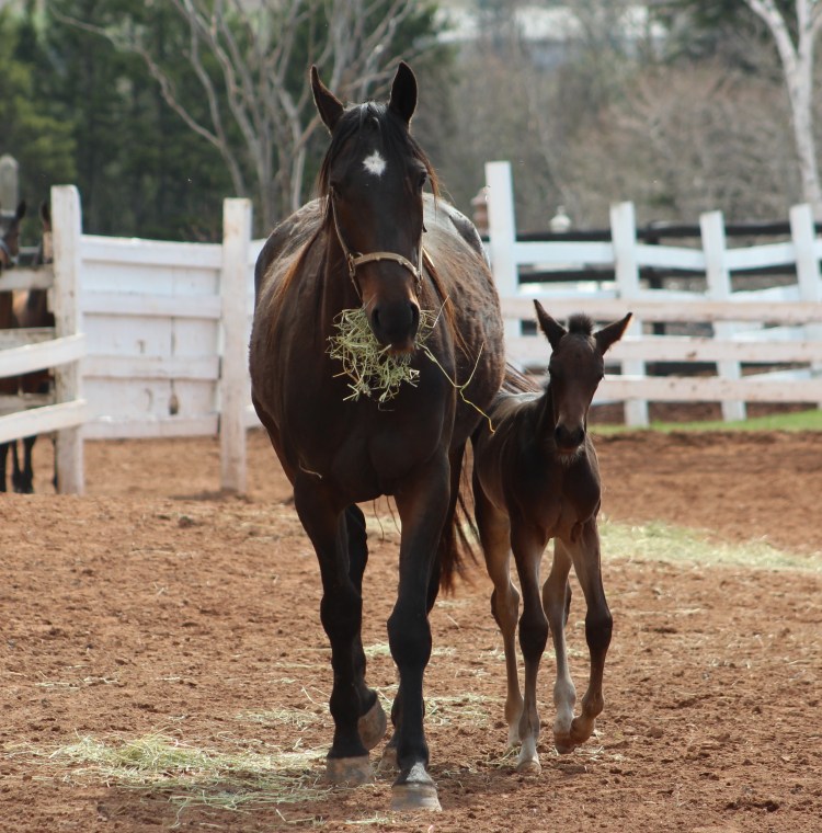 horses-day-2-misc-509
