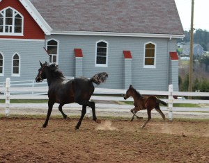 horses-day-2-misc-519