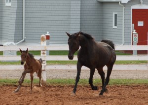 Chiavanasca and filly, Pacer now called Cheeky Cherry