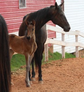 horses-day-2-misc-620