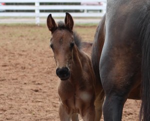 horses-day-2-misc-647