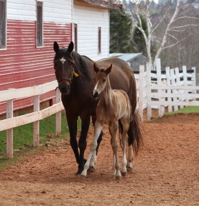 Mall Shook Up and bay colt pacer, Mall Peen Hammer