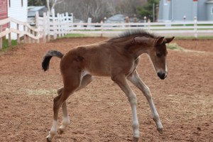 horses-day-2-misc-697