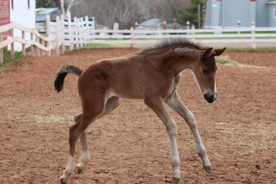 horses-day-2-misc-697