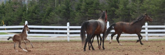 horses-day-2-misc-700