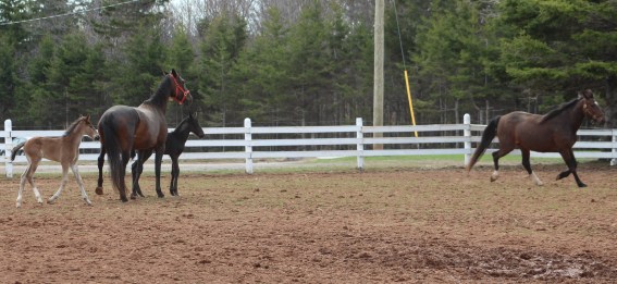 horses-day-2-misc-701