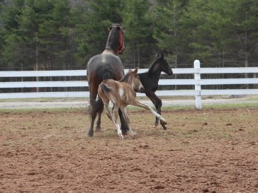 I think this is where the mare kicks the light bay colt