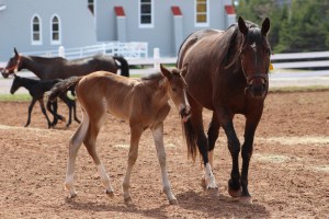 horses-day-2-misc-710