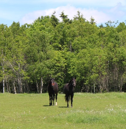 meadow-scarlette-horses-062