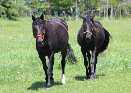 meadow-scarlette-horses-071