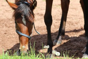 meadow-scarlette-horses-100